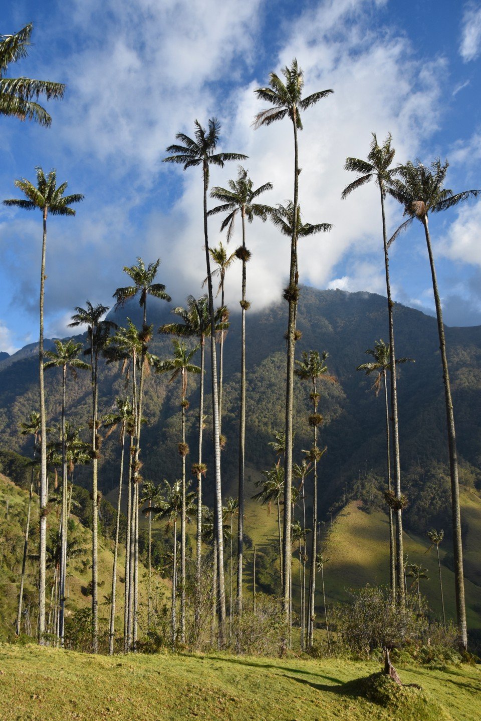 una_maleta_de_pulgas_colombia_salento_palmeras
