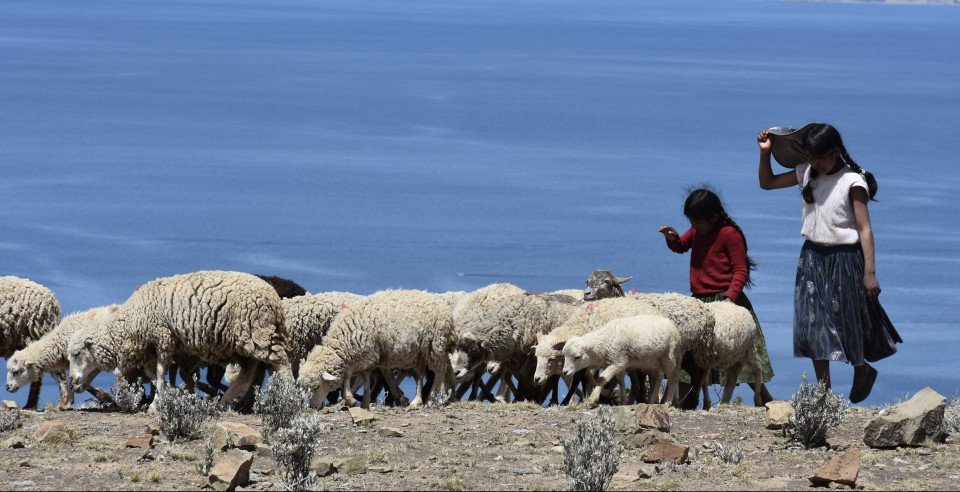 una_maleta_de_pulgas_bolivia_titicaca_ovejas